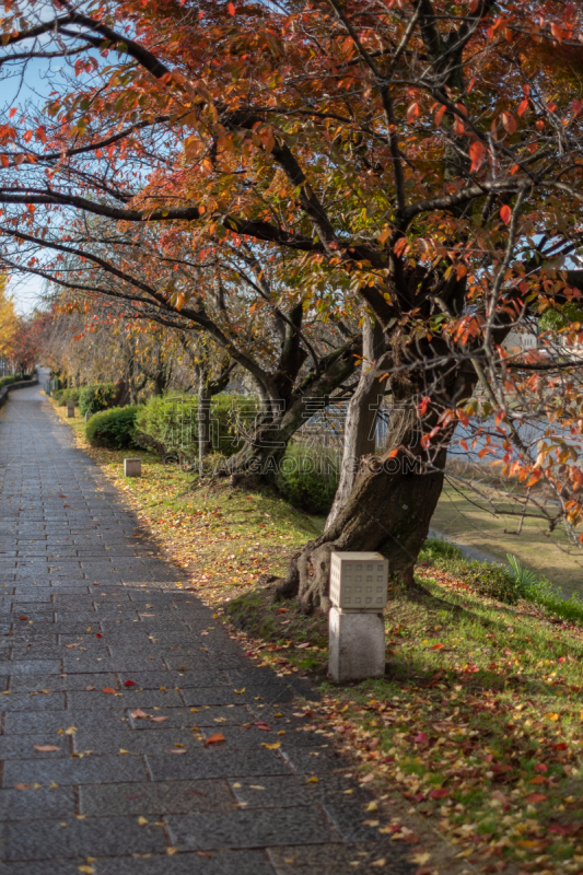 fine autumn day in Kyoto, japan