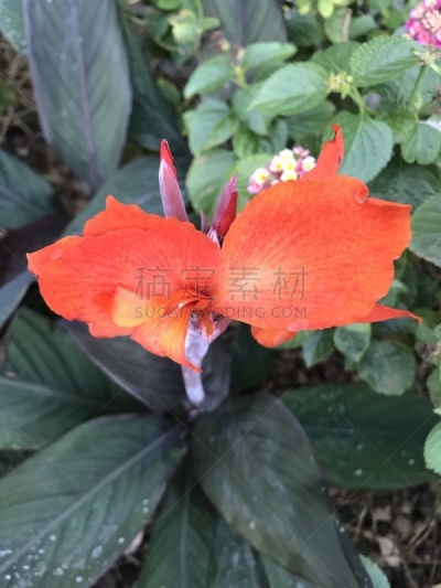 红色,仅一朵花,一个物体,背景分离,热带气候,色彩鲜艳,植物,热带树,户外,开花植物