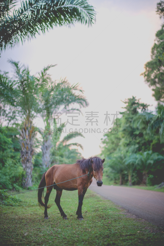 巴色,马,老挝,鸡尾酒,非都市风光,农业,热带气候,环境,环境保护,公园