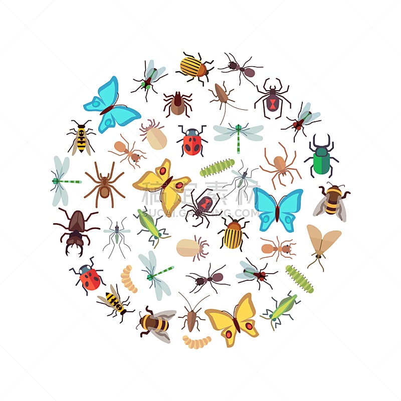 符号,昆虫,圆形,概念,平坦的,无人,绘画插图,现代,植物,瓢虫
