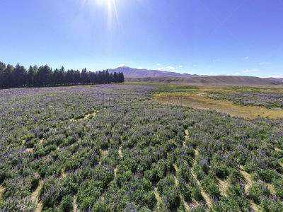 田地,特卡波,羽扇豆,新西兰南岛,新西兰,熏衣草,雪山,无人机,植物,户外