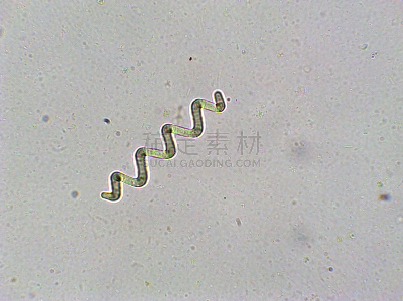藻类,放大效果,螺旋菌,信笺针,在下面,生物燃料,显微镜,科学实验,生物课,细胞