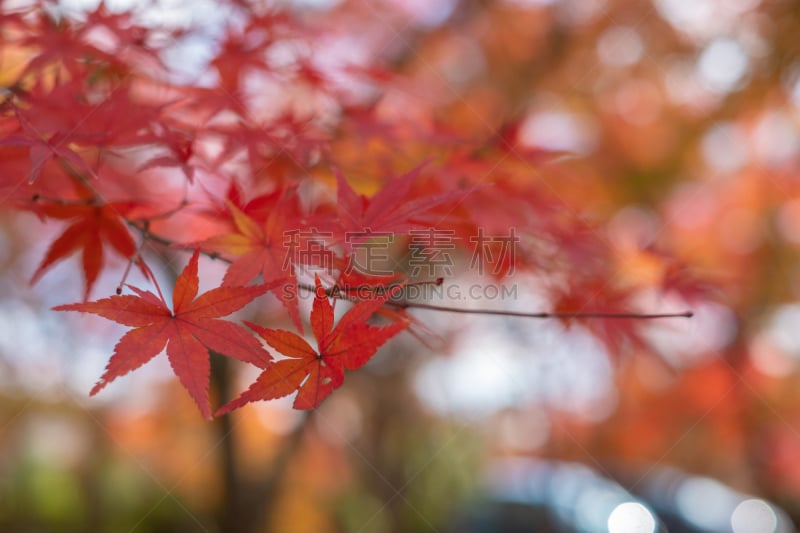 Maple leaf in autumn season in Kyoto, japan