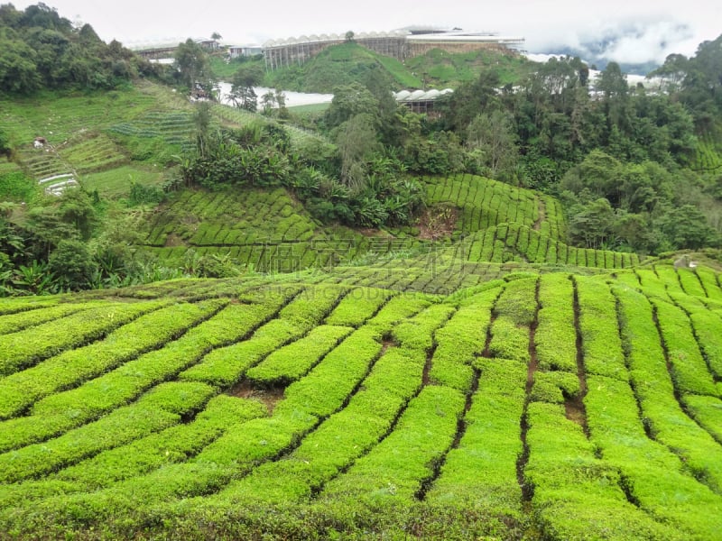 茶树,马来西亚,农业,湿,簇叶从生的,农场,植物,户外,种植园,彭亨州