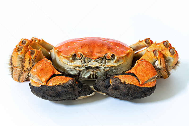 螃蟹,贝壳,白色背景,上海,蓝蟹,大闸蟹,活力,淡水蟹,东方食品,蒸菜