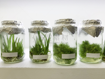 植物,马来西亚,实验室,白色背景,吉隆坡,微生物,生物学,农业,专门技术,生物科技