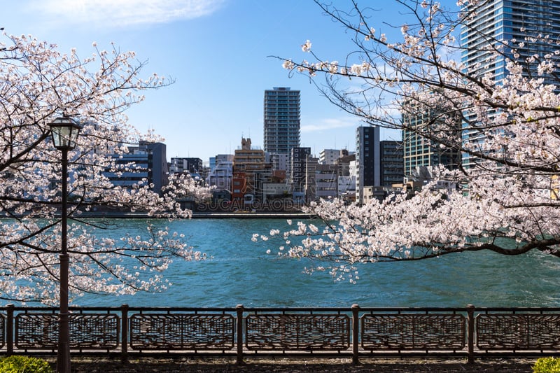 Waterfront and cherry blossom landscape１６