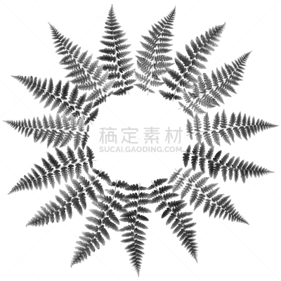 圆形,蕨类,白色背景,图像,叶子,黑白图片,透镜,分离着色,排列,摄影