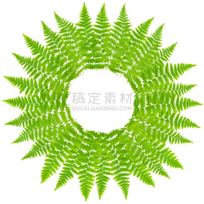 圆形,蕨类,透镜,分离着色,大特写,玫瑰花饰奖牌,白色背景,生物学,气候,华丽的