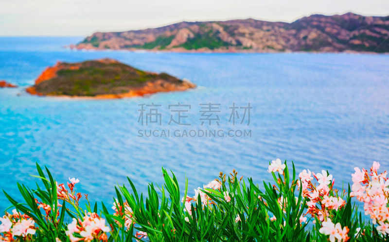 地中海,撒丁岛,岛,伊索拉,旅途,华贵,热带气候,热带树,晴朗,鲜绿色