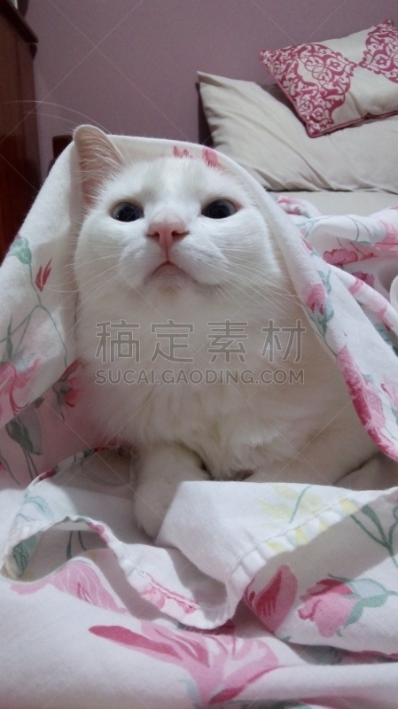 猫,肖像,技术,狗,哺乳纲,小的,动物,住宅内部,人的眼睛