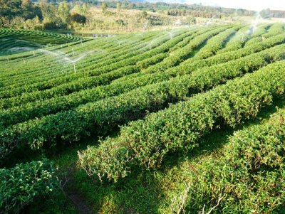 梯田,自然美,绿色,茶树,成年子女,农业,泰国,中国,农场,园林