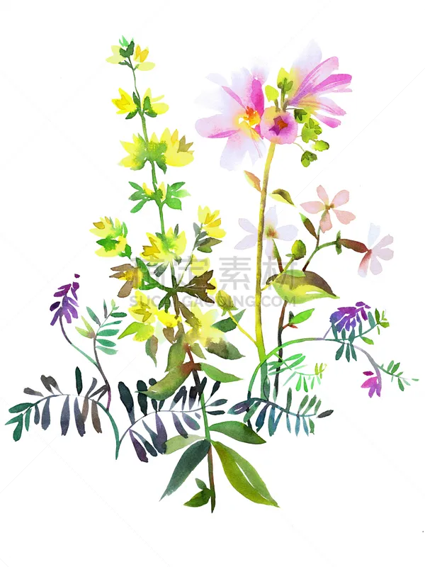 花束 分离着色 水彩画 白色 花图片素材下载 稿定素材 花束 分离着色 水彩画 白色 花图片素材下载 稿定素材