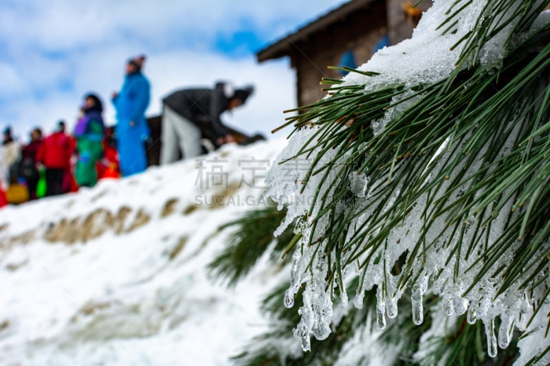 雪,意大利,冬天,松树,背景,枝,运动模糊,南,山,人