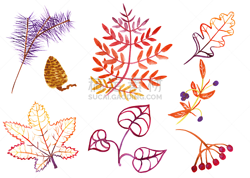 秋天,叶子,水果,水彩画,水彩画颜料,背景分离,概念象征,橙色,蓝莓,浆果