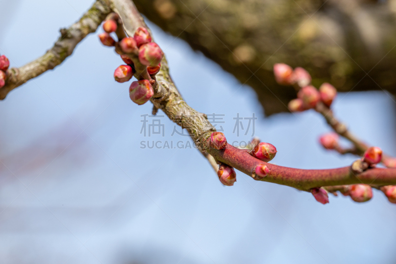 李子,花蕾,清新,环境,春天,李树,植物,户外,日本,日本城堡
