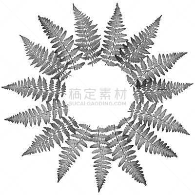 圆形,蕨类,白色背景,图像,叶子,黑白图片,透镜,分离着色,排列,摄影
