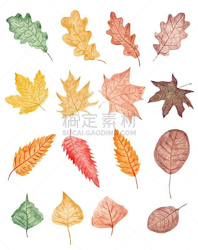 秋天,叶子,九月,十月,水彩画颜料,背景分离,环境,橙色,天气,植物