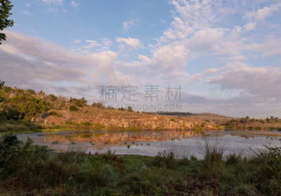 池塘,农业,脖子,草,动物,丘陵鹅,鸟类,农场,湖,夏天