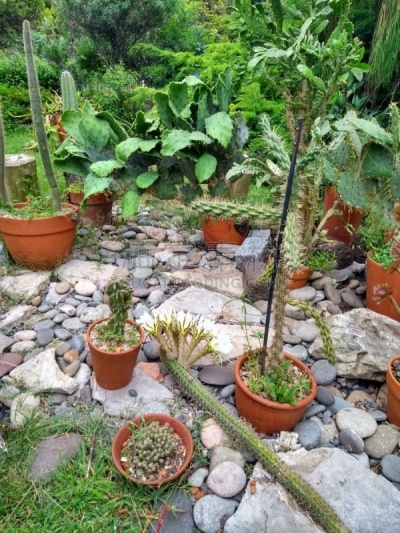 阿根廷,植物园,巴勒莫,布宜诺斯艾利斯,森林,草坪,浪漫,公园,草,林区