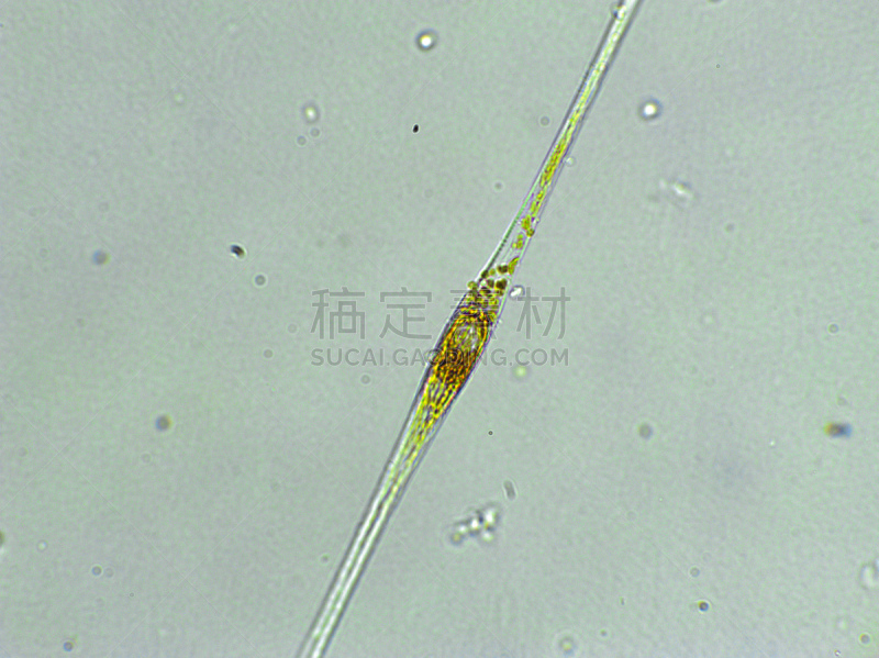 藻类,在下面,放大效果,信笺针,生物燃料,显微镜,科学实验,生物课,细胞,池塘