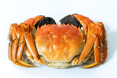 螃蟹,贝壳,白色背景,上海,大闸蟹,蓝蟹,活力,淡水蟹,东方食品,蒸菜