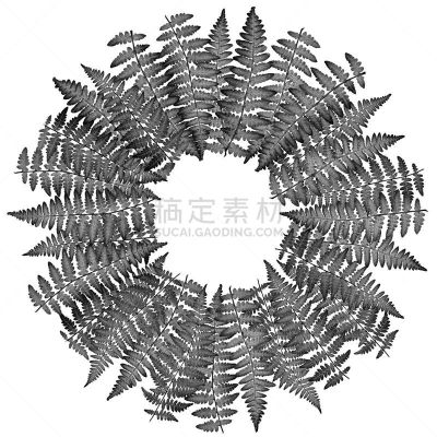 圆形,蕨类,白色背景,图像,叶子,黑白图片,大特写,透镜,排列,摄影
