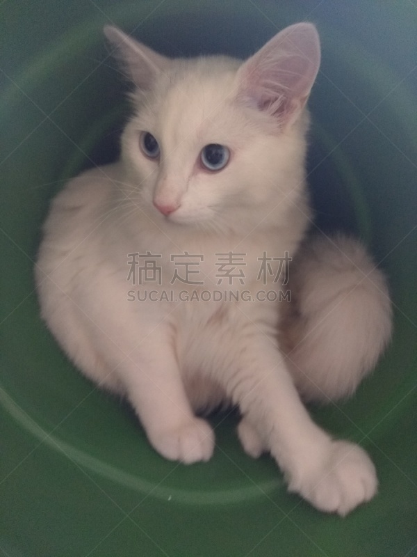 猫,肖像,技术,狗,哺乳纲,小的,动物,住宅内部,人的眼睛