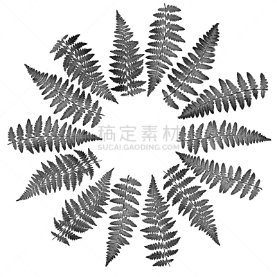 圆形,蕨类,白色背景,图像,叶子,黑白图片,大特写,透镜,排列,摄影