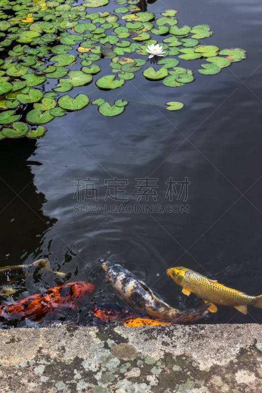 池塘,锦鲤,垂直画幅,水,水下,湖,白色,水族馆,金鱼,金色