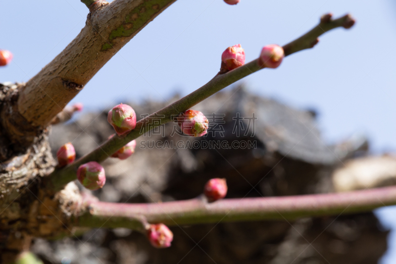 李子,花蕾,清新,环境,春天,李树,植物,户外,日本,日本城堡