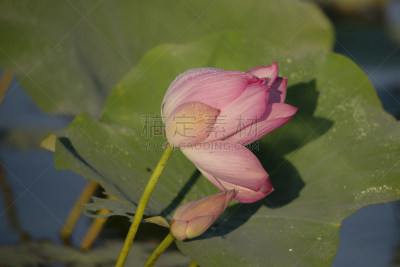 荷花,河漫滩,河流,热带气候,环境,死河,仅一朵花,亚洲睡莲,池塘,北领地州