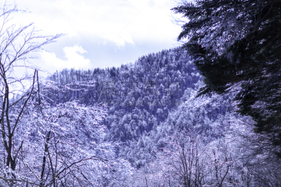冬天,雪,日本,安静,云,深雪,木制,晴朗,长野城,白色