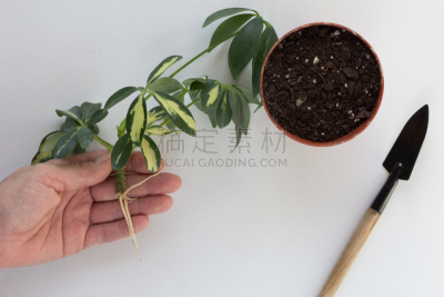 女人,伞,泥土,锅,根部,侏儒,手牵手,切断,树,种植