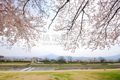 京都府,鸭川,日本,樱花,花朵,樱之花,清新,著名景点,3到4个月,河流