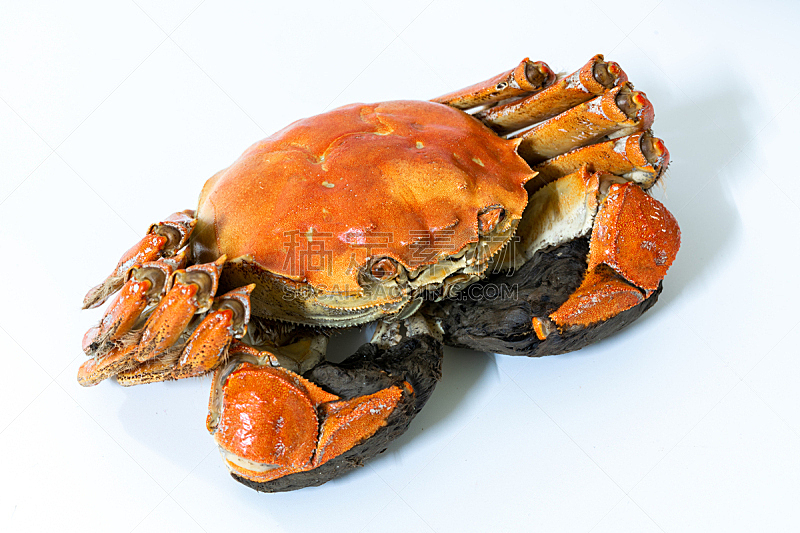 螃蟹,贝壳,白色背景,上海,大闸蟹,蓝蟹,活力,淡水蟹,东方食品,蒸菜