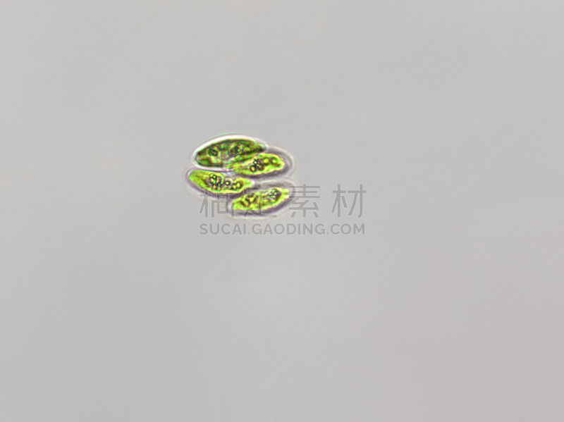 绿藻,放大效果,在下面,生物燃料,显微镜,科学实验,生物课,细胞,池塘,细胞核