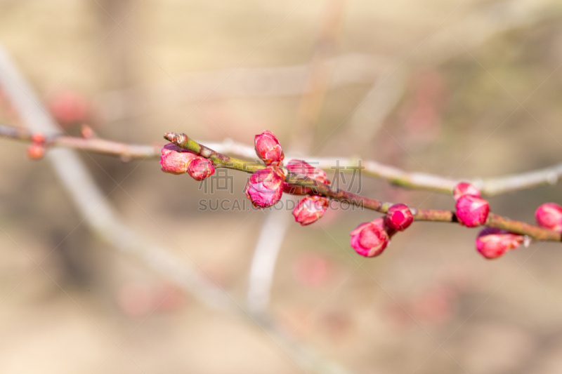 李子,花蕾,清新,环境,春天,李树,植物,户外,日本,日本城堡