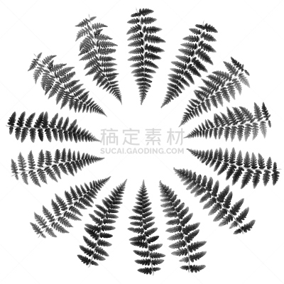 圆形,蕨类,白色背景,图像,叶子,黑白图片,分离着色,排列,摄影,布置