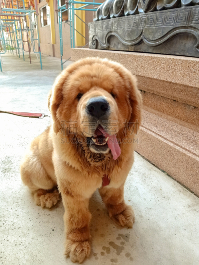 狗,巨大的,地方志愿军,西,活力,狗屋,安全,纯种犬,野生动物,肖像
