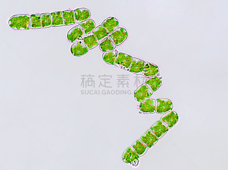 绿藻,放大效果,在下面,生物燃料,显微镜,科学实验,生物课,细胞,池塘,细胞核