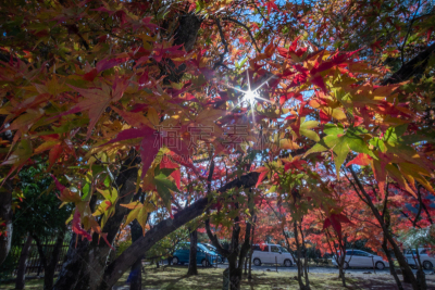 Maple leaf in autumn season in Kyoto, japan