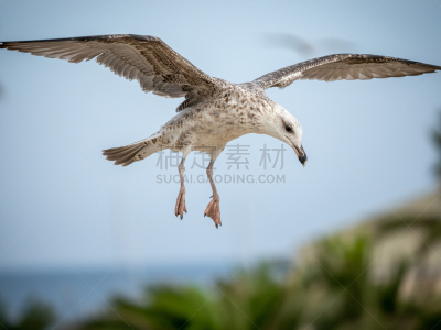 海鸥,自由,野生动物,翅膀,脊椎动物,动物,鸟类,海岸线,飞鱼,悬挂式滑翔运动