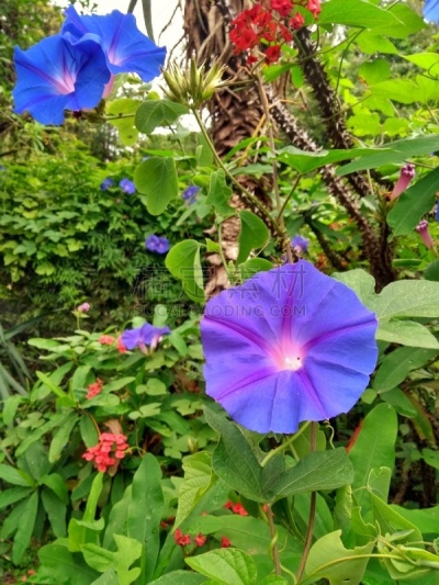 阿根廷,植物园,巴勒莫,森林,布宜诺斯艾利斯,草坪,浪漫,公园,草,林区