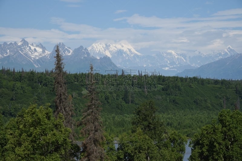 麦金利峰,南,看风景,阿拉斯加,环境损害,树皮甲虫,野生动物保护,图像,国家公园,松科