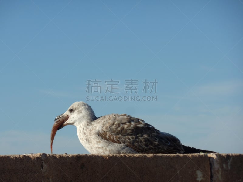 鱼类,海鸥,索维拉城,自由,野生动物,环境,动物,鸟类,两只动物,摩洛哥