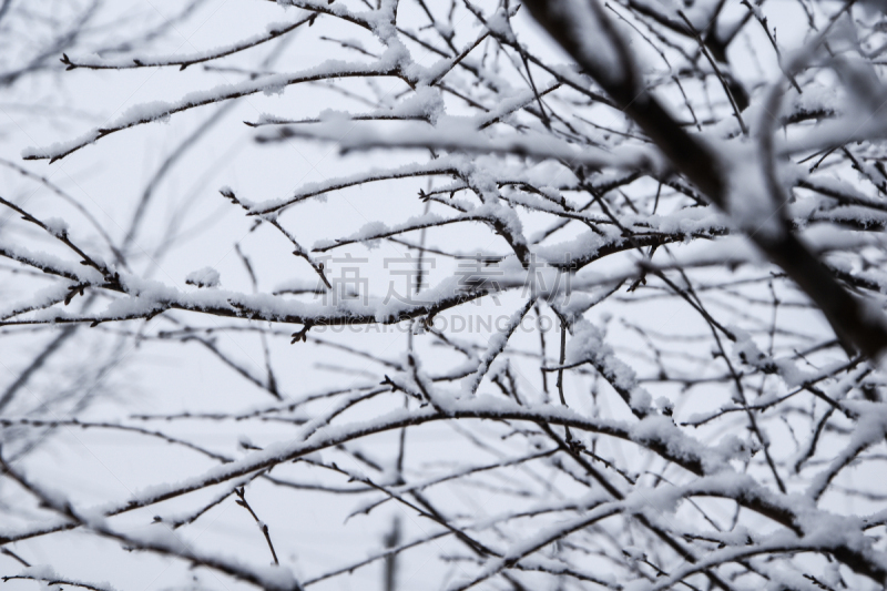 霜,雪,冬天,枝,森林,公亩,寒冷,一个物体,一月,环境