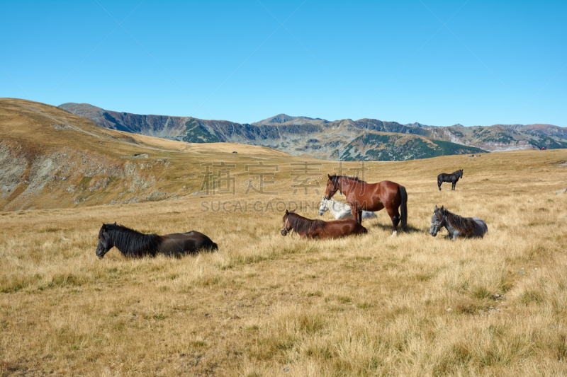 罗马尼亚,公路,旅行者,高原,卡帕锡安山脉,风景,阿尔卑斯山脉,马,地形,山