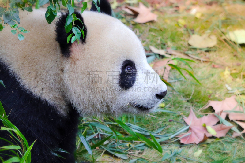 中国,成都,大熊猫,四川省,注视镜头,可爱的,濒危物种,野生动物,肖像,环境