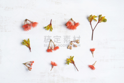 袋鼠爪花,桉树,花朵,澳大利亚文明,干花,花的组成部分,植物,澳大利亚,黄色,自然